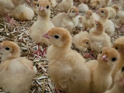 La litière pour volaille