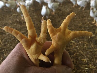 Pourquoi choisir la mise en paillette