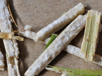 Le colza en paillette