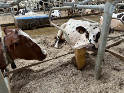 Logettes en paillette de colza